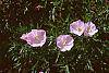 Oenothera speciosa 'Siskiyou'