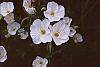 Oenothera speciosa 'Woodside White'