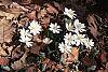 Sanguinaria canadensis