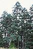 Abies magnifica