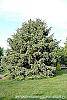 Picea asperata 'Glauca' habit