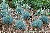 Festuca glauca 'Meerblau' habit