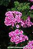 Phlox 'Miss Karen' flowers