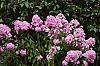 Phlox paniculata