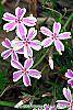 Phlox subulata 'Candy Stripe' flowers