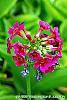Primula japonica 'Miller's Crimson' flowers