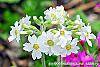Primula kisoana 'Alba' flowers