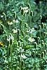 Anemone virginiana