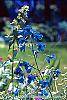 Delphinium grandiflorum 'Blue Butterfly' flowers