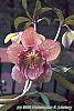 Helleborus 'Heronswood Double Pink Shades' flowers