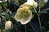 Helleborus x hybridus spotted cream flowers