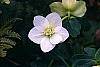 Helleborus x hybridus white flowers