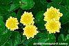 Ranunculus ficaria 'Greencourt Gold' flowers