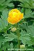 Trollius chinensis 'Golden Queen' flowers