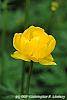 Trollius x cultorum 'Orange Globe' flowers
