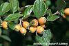 Cotoneaster franchetti var. sternianus fruit
