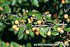 Cotoneaster franchetti var. sternianus fruit