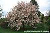 Malus ioensis 'Klehm's Select Bechtel' habit