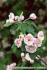 Malus ioensis 'Klehm's Select Bechtel' flowers