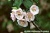 Malus ioensis 'Klehm's Select Bechtel' flowers