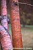 Prunus maackii bark