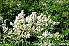 Sorbaria sorbifolia flowers