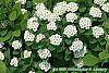 Spiraea betulifolia var. aemiliana flowers