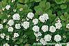 Spiraea betulifolia var. aemiliana flowers
