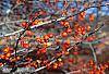 Crataegus viridis 'Winter King'