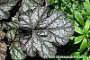 Heuchera 'Hollywood' leaves