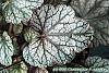 Heuchera 'Silver Scrolls' leaves