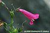 Penstemon 'Lilliput Rose' flowers