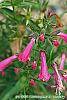 Penstemon 'Lilliput Rose' flowers