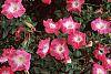 Petunia 'Celebrity Red Morn'