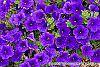 Petunia 'Supertunia Royal Velvet' flowers