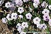 Petunia 'Supertunia Silver' habit