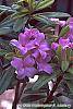 Daphne 'Lawrence Crocker' flowers