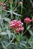 Centranthus ruber 'Coccineus'