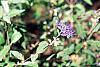 Caryopteris x clandonensis