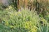 Caryopteris x clandonensis 'Worcester Gold'