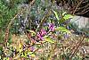 Callicarpa dichotoma 'Early Amethyst'