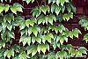 Parthenocissus tricuspidata leaves