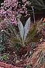 Dioon edule var. angustifolium habit