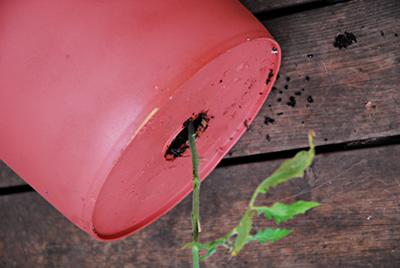 A tomato, pushed through the hole in the bucket