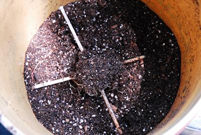 Putting in a little dirt first