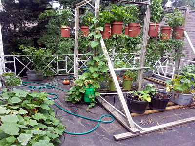 Garden in 2013