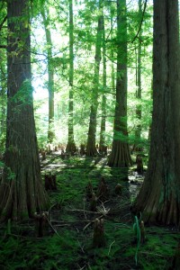 cypress-swamp