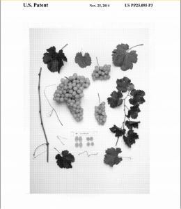PP25095, submitted image