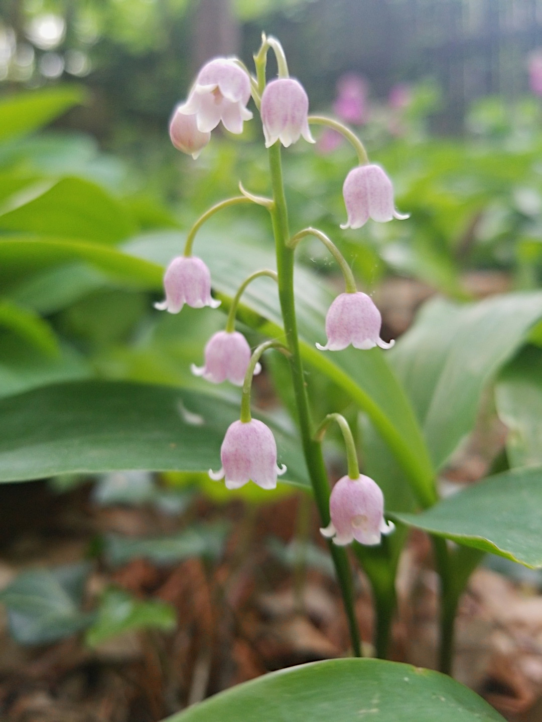 Lily-of-the-valley Plant - Convallaria Rosea