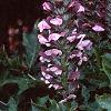 Acanthus hungaricus, habit